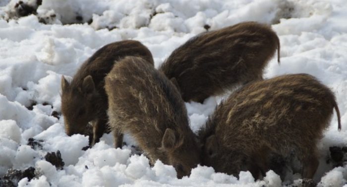 Jabalís en la nieve