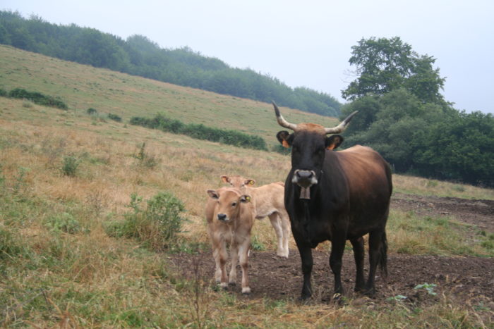 Vaca con terneros en el monte