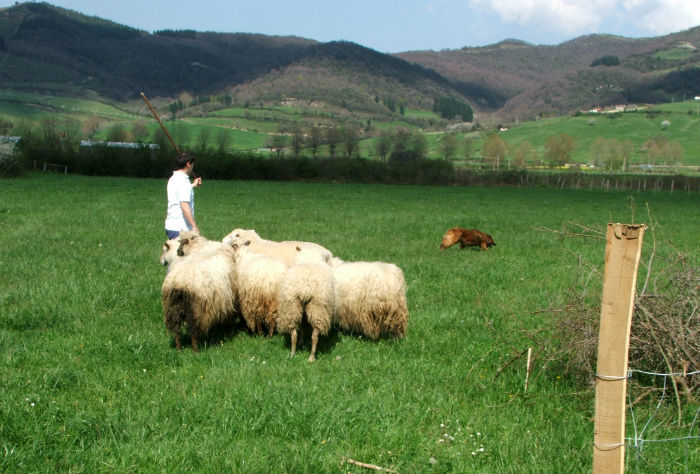 Ovejas en un prado con pastor y perro pastor