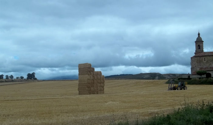 finca de cereal cosechada con paja
