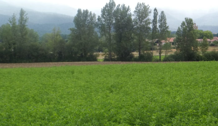 finca sembrada de alfalfa