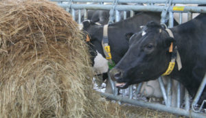 vaca comiendo paja