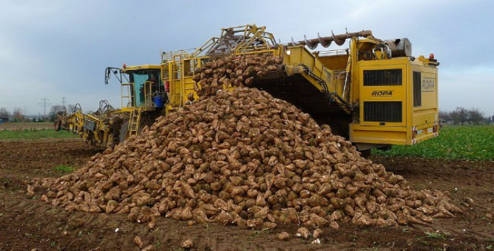 maquina arrancando remolacha