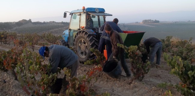 Temporeros trabajando en la espergura