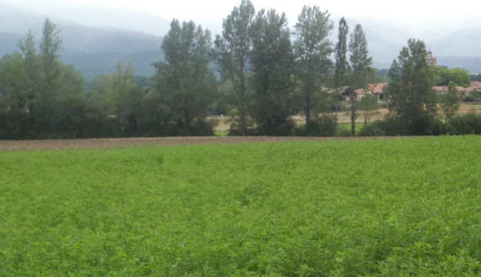 Finca de alfalfa