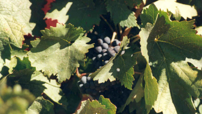 uvas y viñas