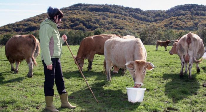 Ganadera joven con vacas