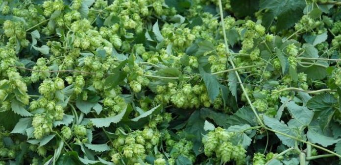 Planta de lúpulo