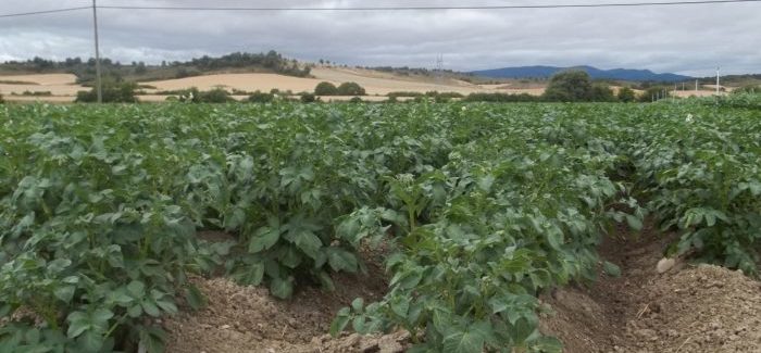 Finca de patatas