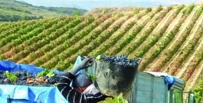 Temporero trabajando