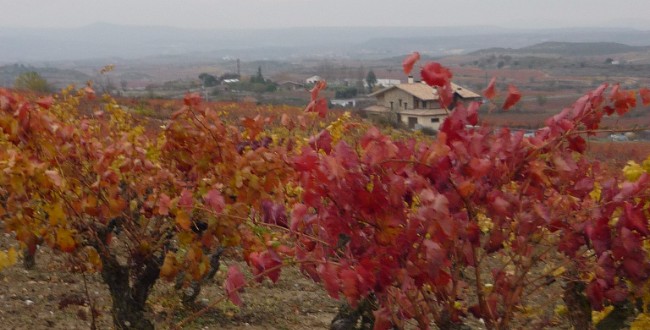 viñedo con almacen de UAGA al fondo
