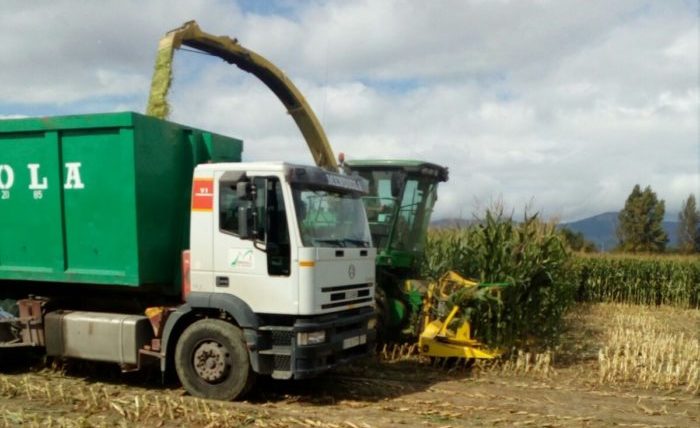recolección de maíz
