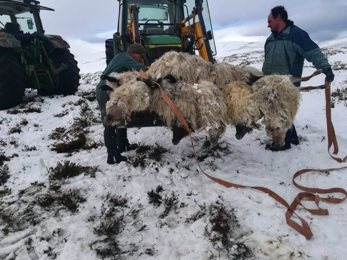 Retirada de ovejas muertas por ataque de perros