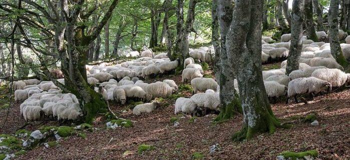 ovejas latxas en monte