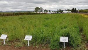 Finca La Ilarra de experimentación en herbáceos