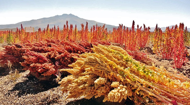 Quinoa