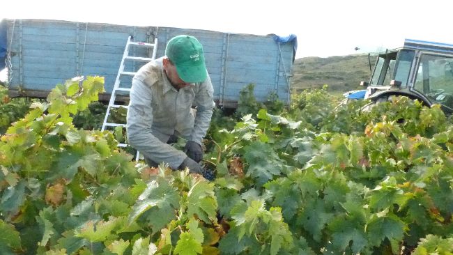 temporero en vendimia