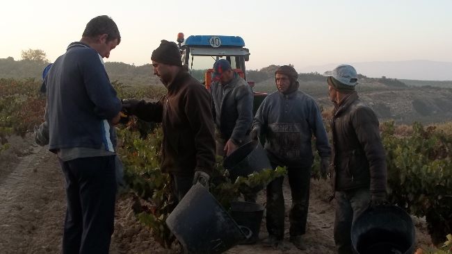 Temporeros empezando el trabajo