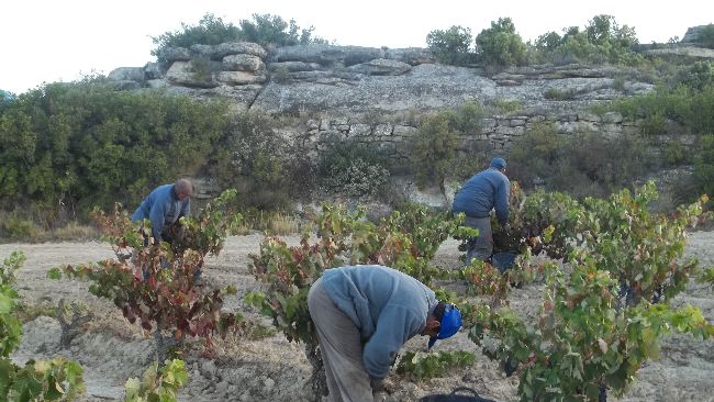 varios temporeros vendimiando