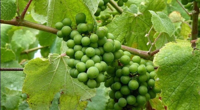 Uvas sin madurar
