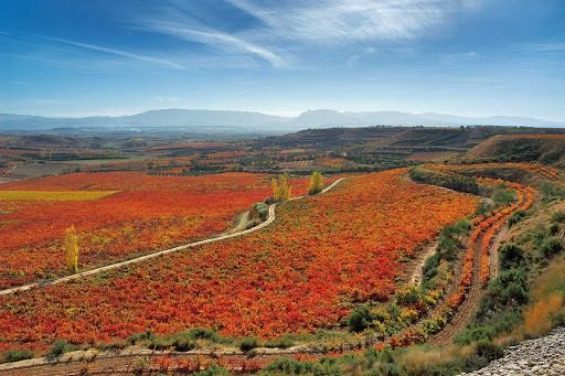 Viñas en otoño